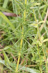 Yellow Spring bedstraw 